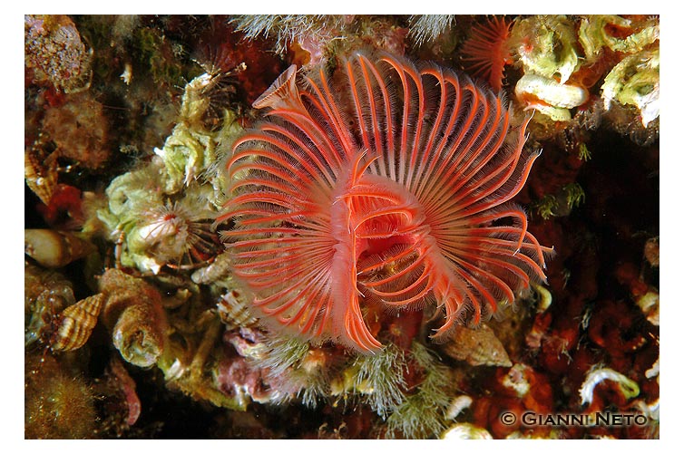 Serpula vermicularis